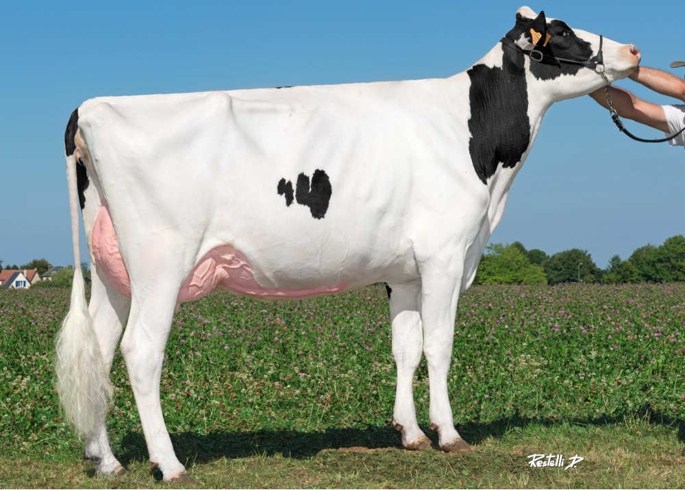 Bali Spring Wes, mère de DKR NALI - Prop : Gaec Drakkar Holstein. Gonneville Sur Honfleur (14).