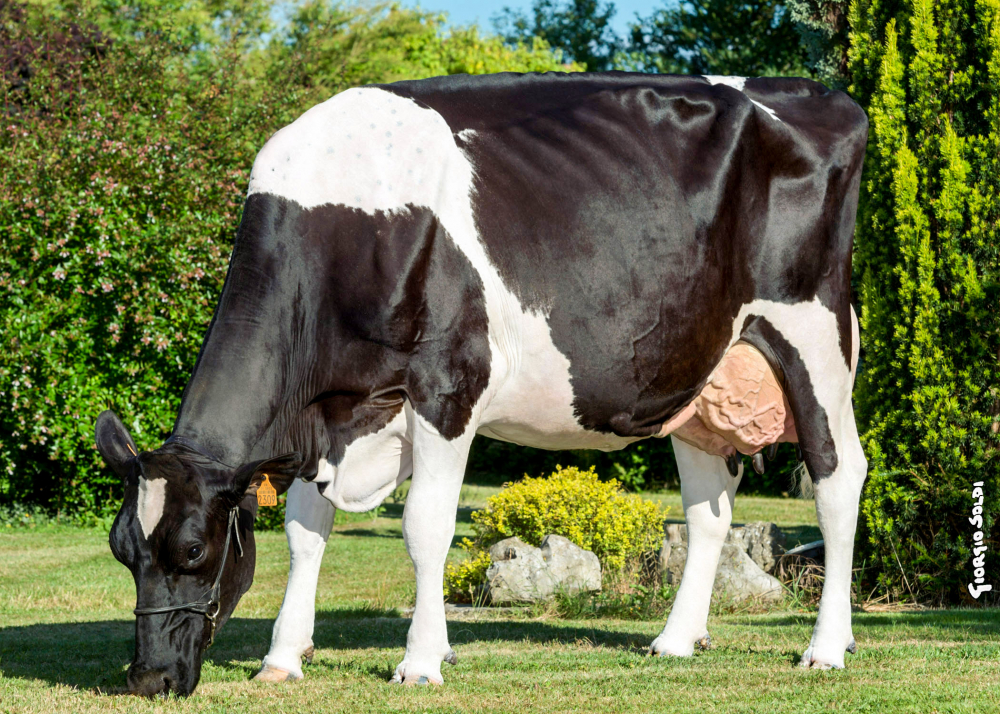 Fille Dorothé en 4ème lactation