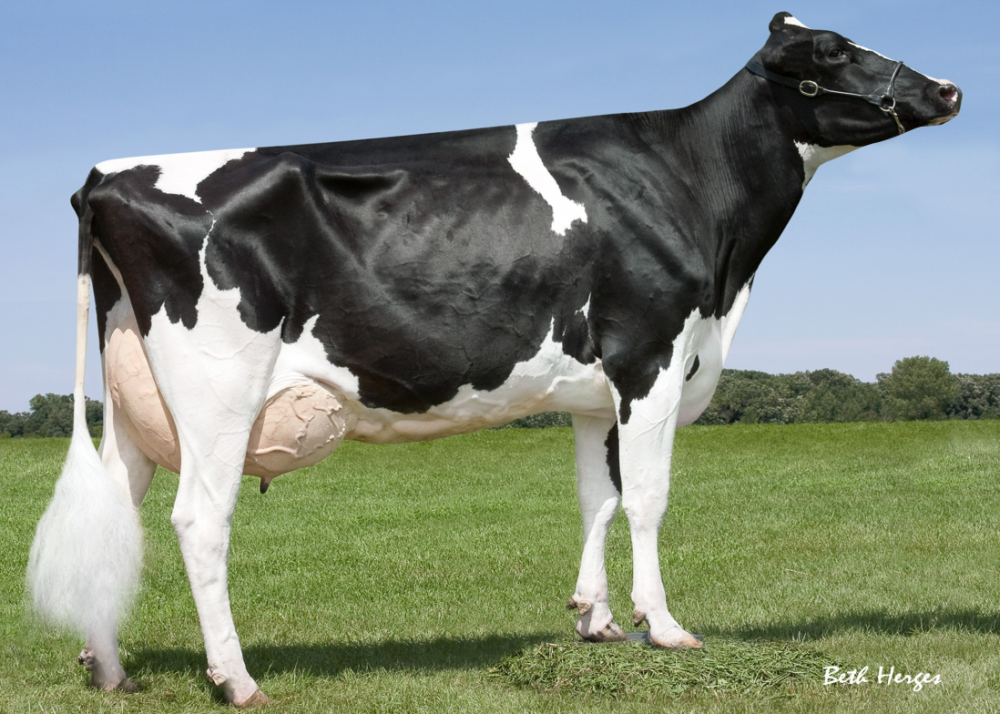 AGM Mor Yet Goldwyn 682