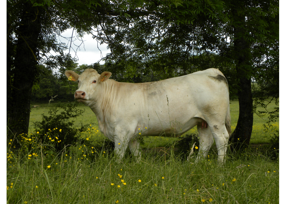 HALLE, fille de Chablis