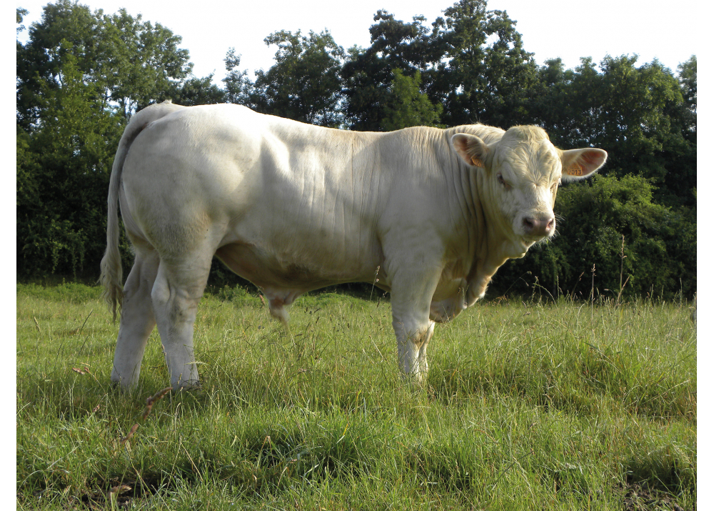 NAPOLITAIN, fils de JACKPOT - EARL de Boudernault (89)