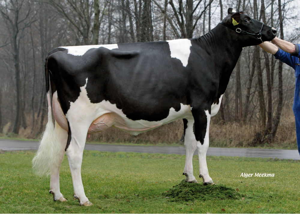 Fille Rieten Roumare Roza VG87