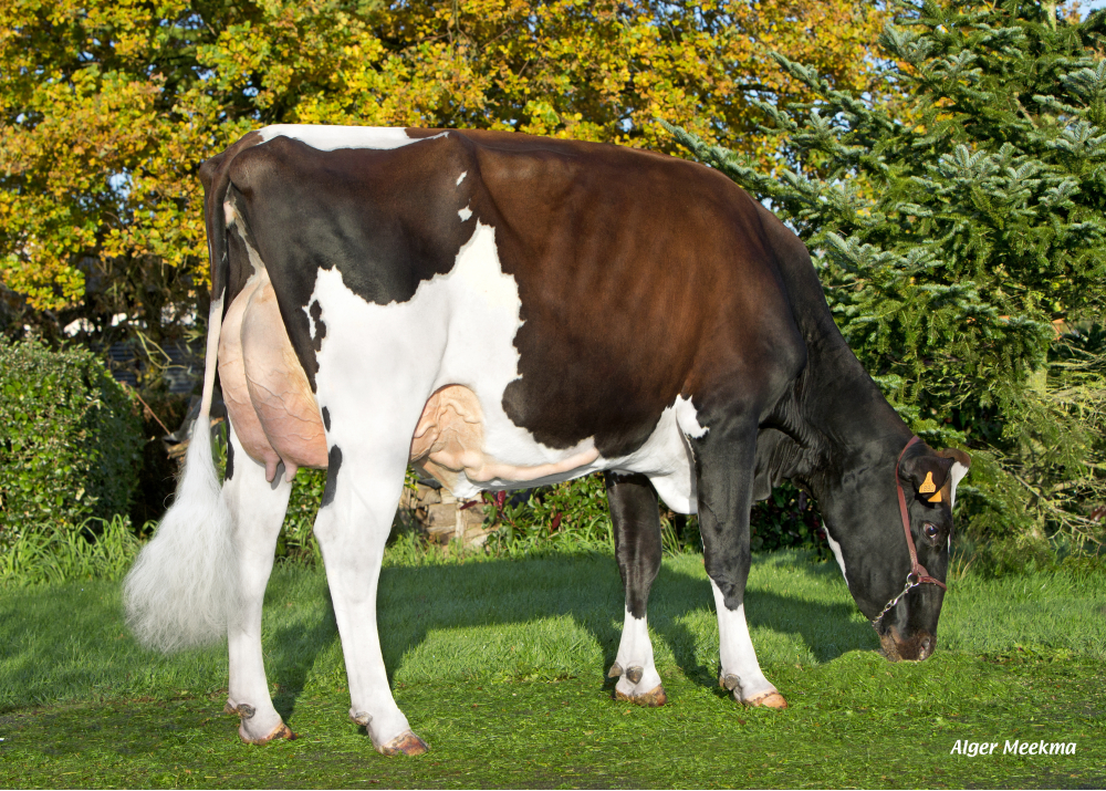 Mauve EBH, fille de Epiphany P - Prop: GAEC Besson. Rocheserviere (85)