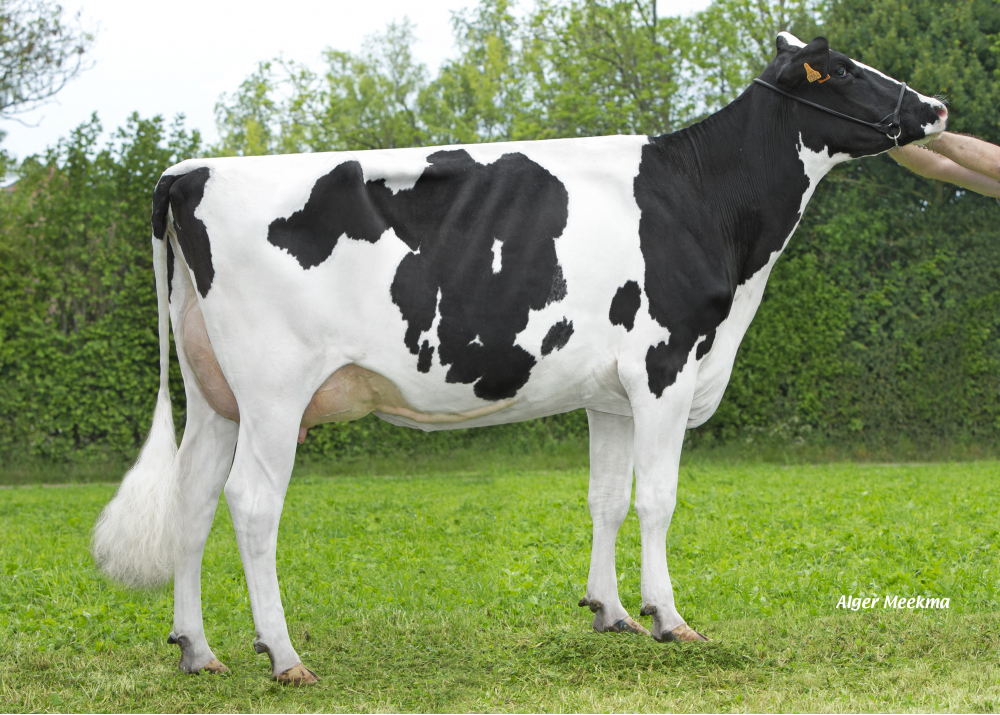 Babydoll, fille de Monterey - Prop: EARL Drakkar Holstein. Gonneville sur Honfleur (14)