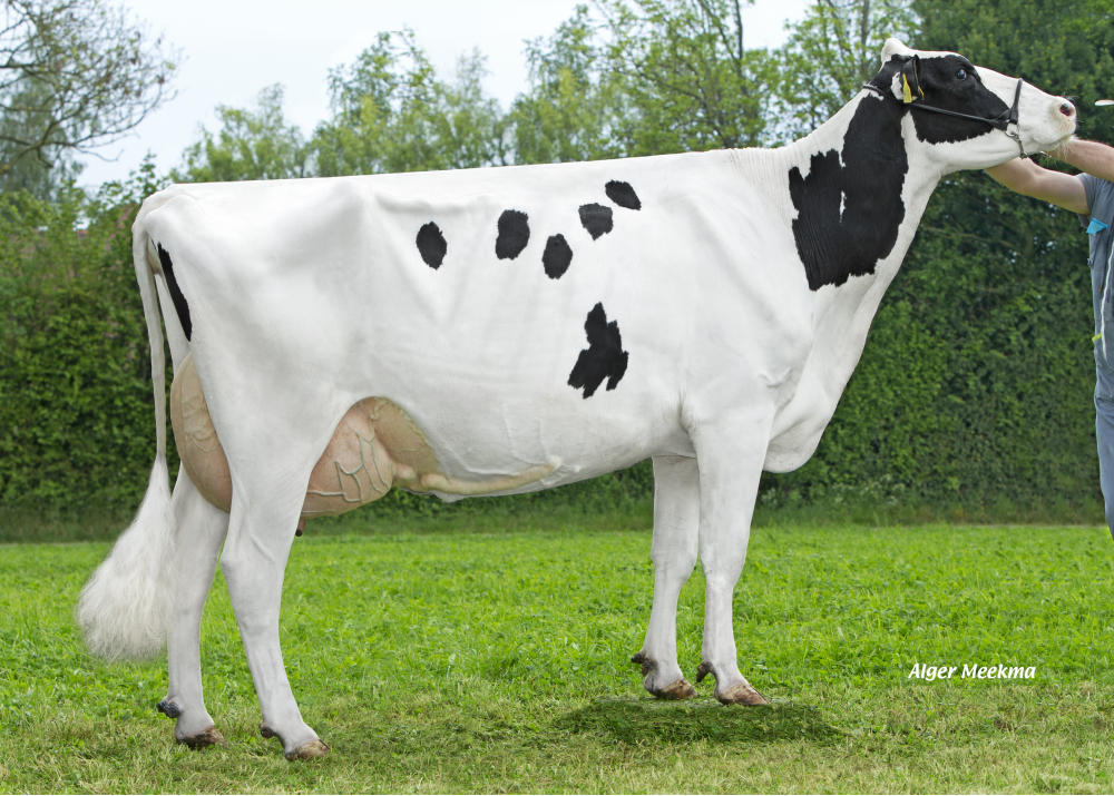 Babylone (Chevrolet) et Grand-Mère de PHEBUS - Prop : EARL Drakkar Holstein. Gonneville sur Honfleur (14)