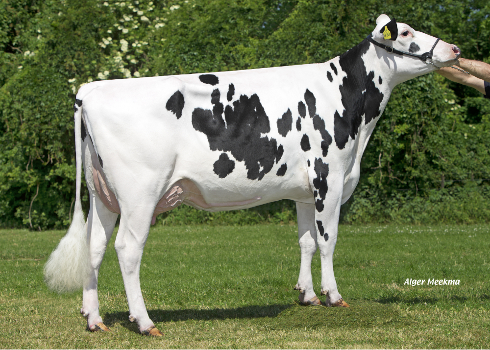 6840, (Mogul), mère de NOBILITY - Prop : GAEC Leroy père & fils. Avesnes-les-Aubert (59)