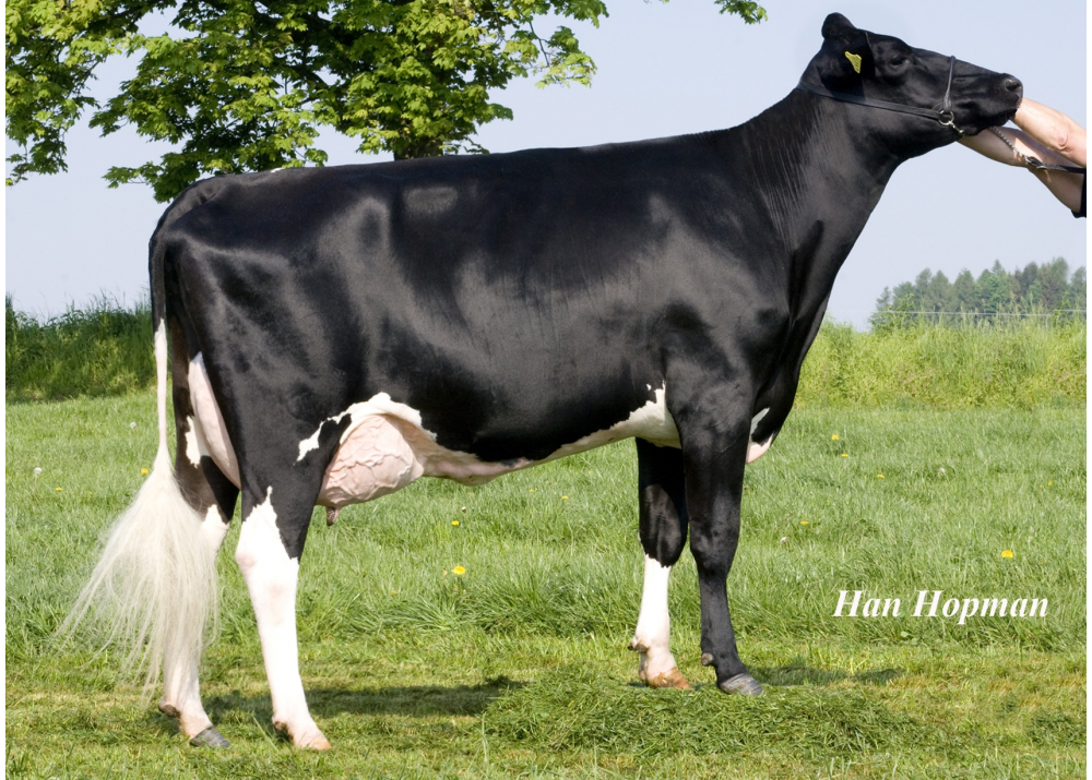 Shottle Lotos, Grand-Mère de JALBUM