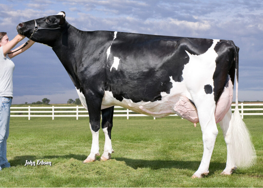 Early-Autumn Golden Rae EX 92, 5ème mère de ORANGINA