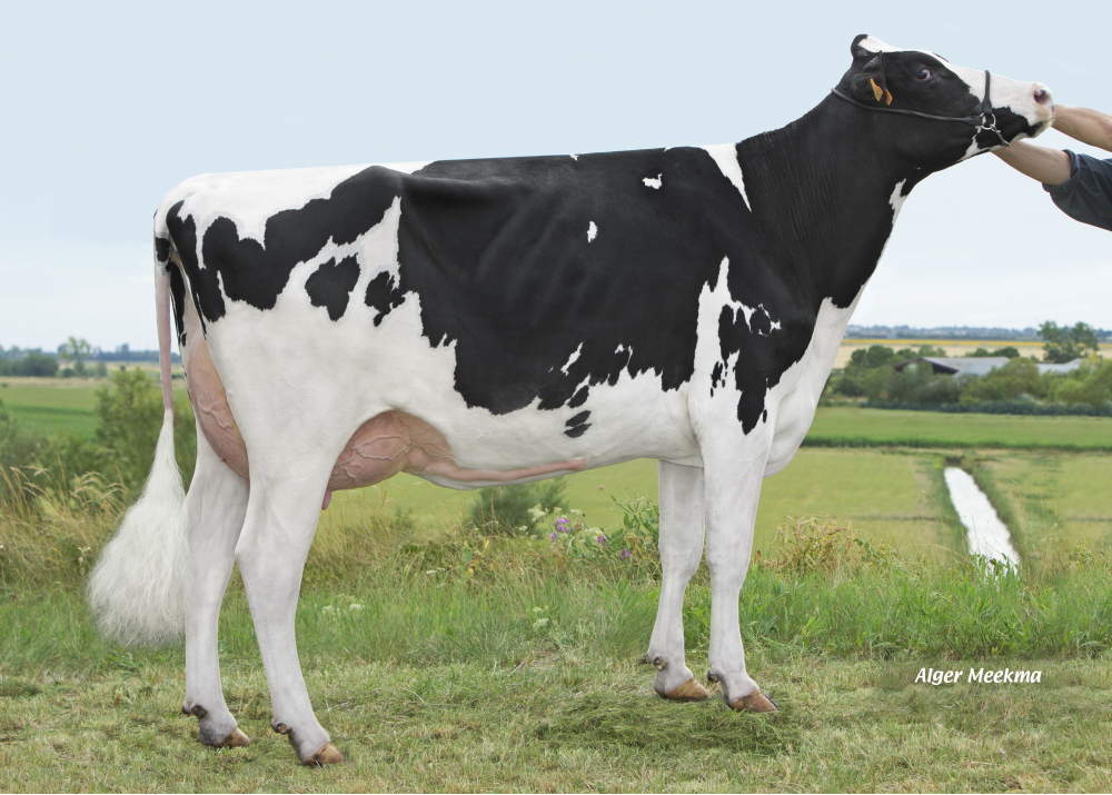 Ninette GP, fille de JIM - Prop: GAEC les Pommiers Bernard, 17. Marans (17)
