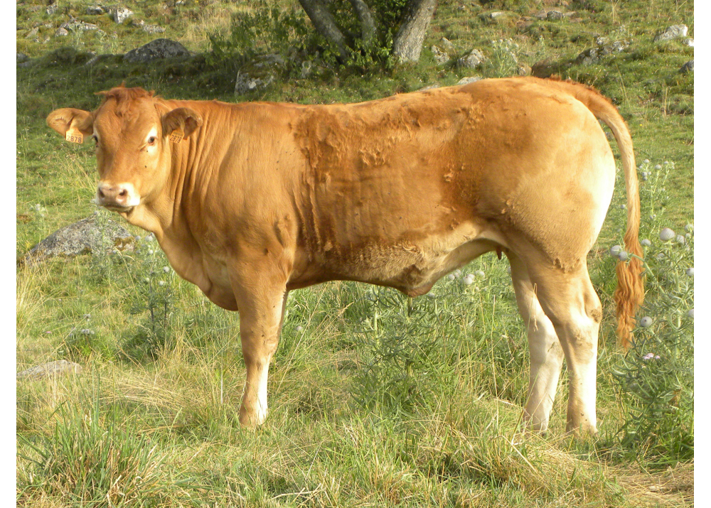 LONGO, fille de GAULOI EBA âgée de 8 mois. Prop : GAEC Souvignet - Patient (15)