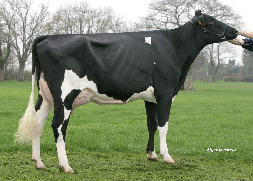 Eclatante (Goldwyn), Grand-Mère de PM LABISTO - Prop: GAEC des Troenes. La Grigonnais (44)