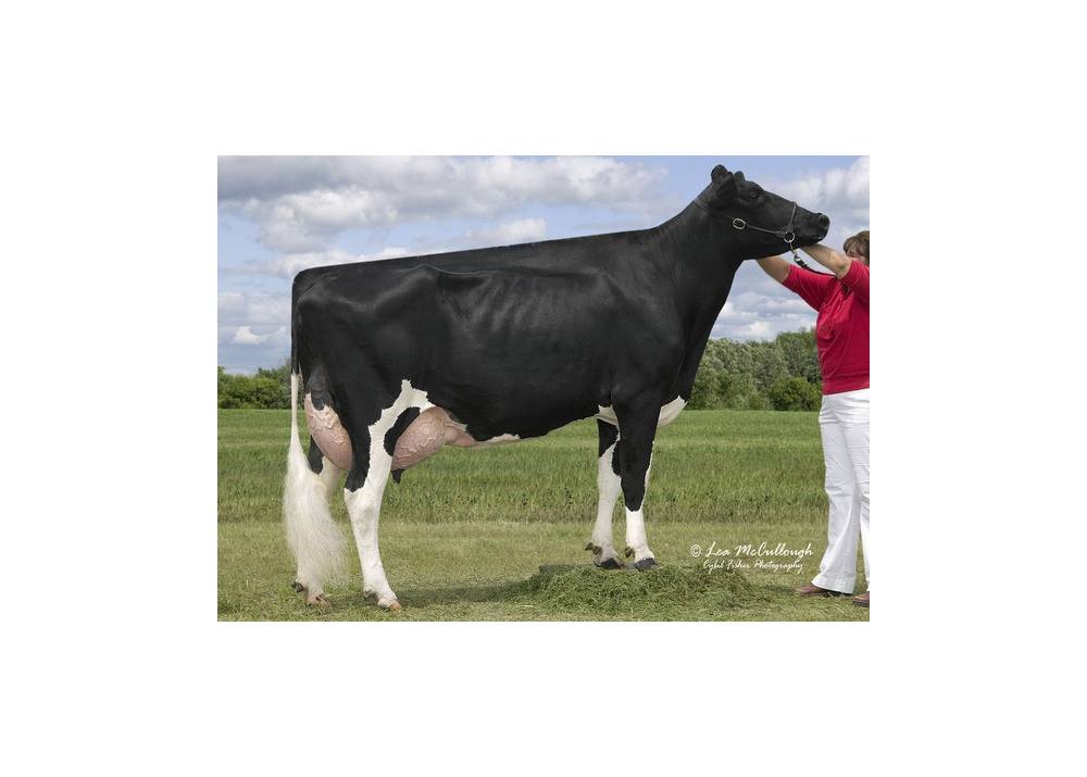 Olmar Lynch Baby Bumble EX93 - 6ème mère de PURDEY