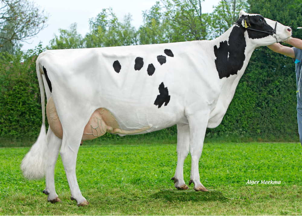 Babylone, Grand-Mère de DKR NALI - Prop : EARL Drakkar Holstein. Gonneville sur Honfleur (14)