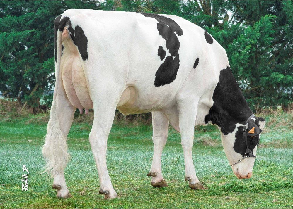 Pom Lelée, grand-mère de POM ROY