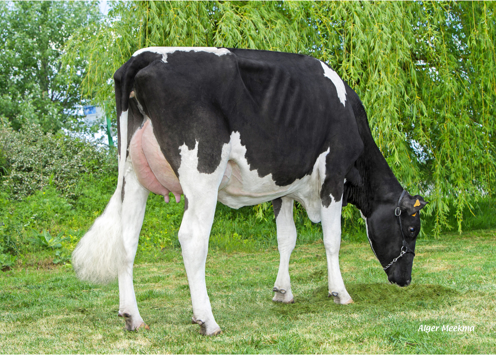 Jet Set GPB, fille de HENRIC - Prop : GAEC les Pommiers Bernard. Marans (17)