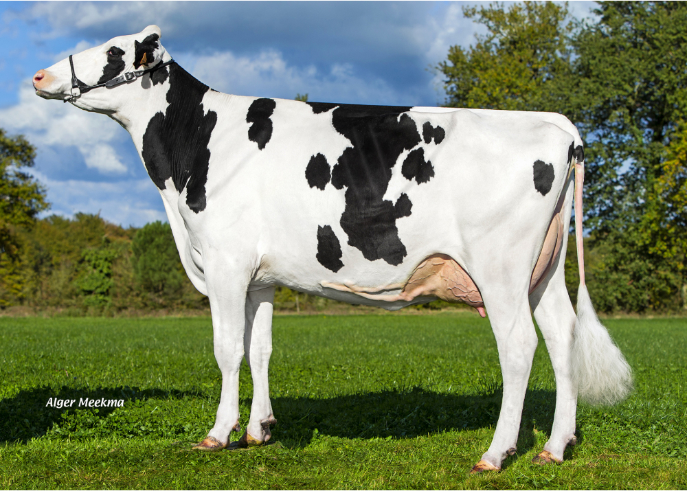 Lorelix JD, fille de HENRIC - Prop : EARL les Bruyères, Lessac (Fr.)