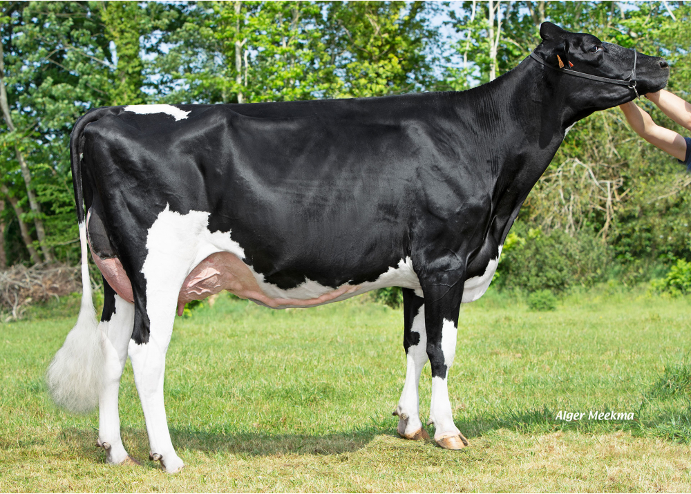 Jeltje 1600, mère de SKIPPY JBT - Prop : GAEC Toullec. Plomelin (29)