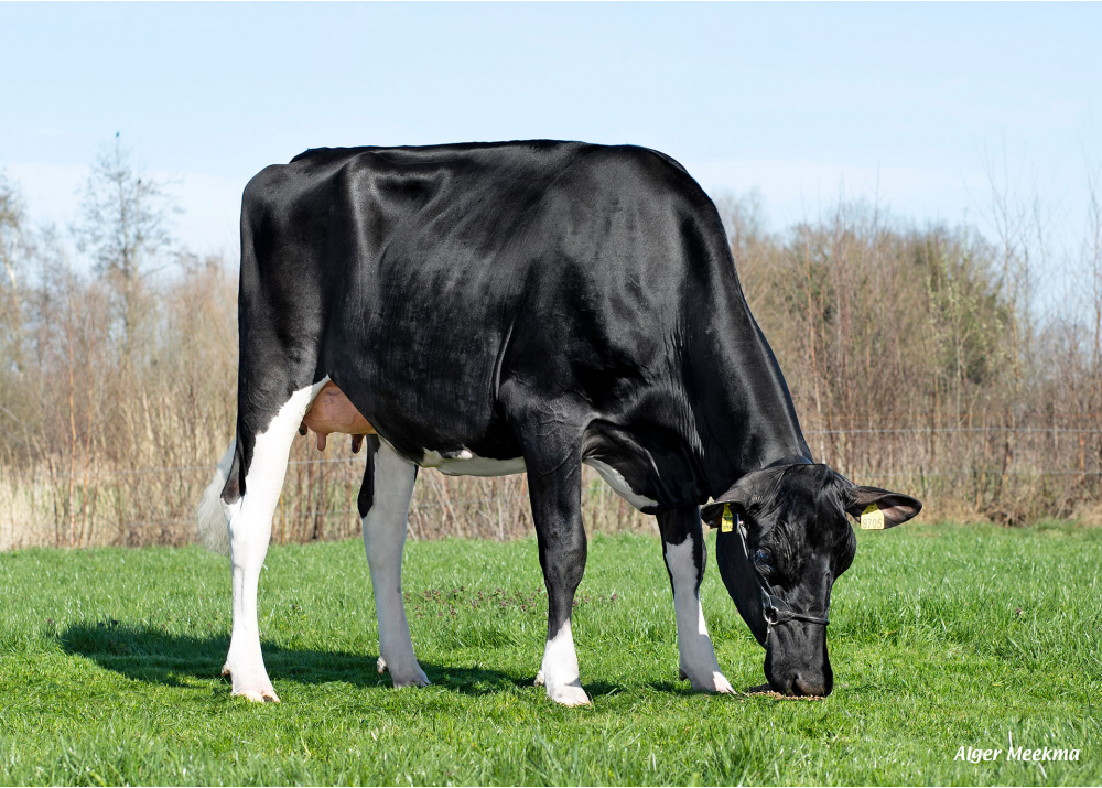 Zyp 525, fille de NUBERON - Prop : Melkveebedrijf Jageweg, Winterswijk-Huppel (Pays-Bas)