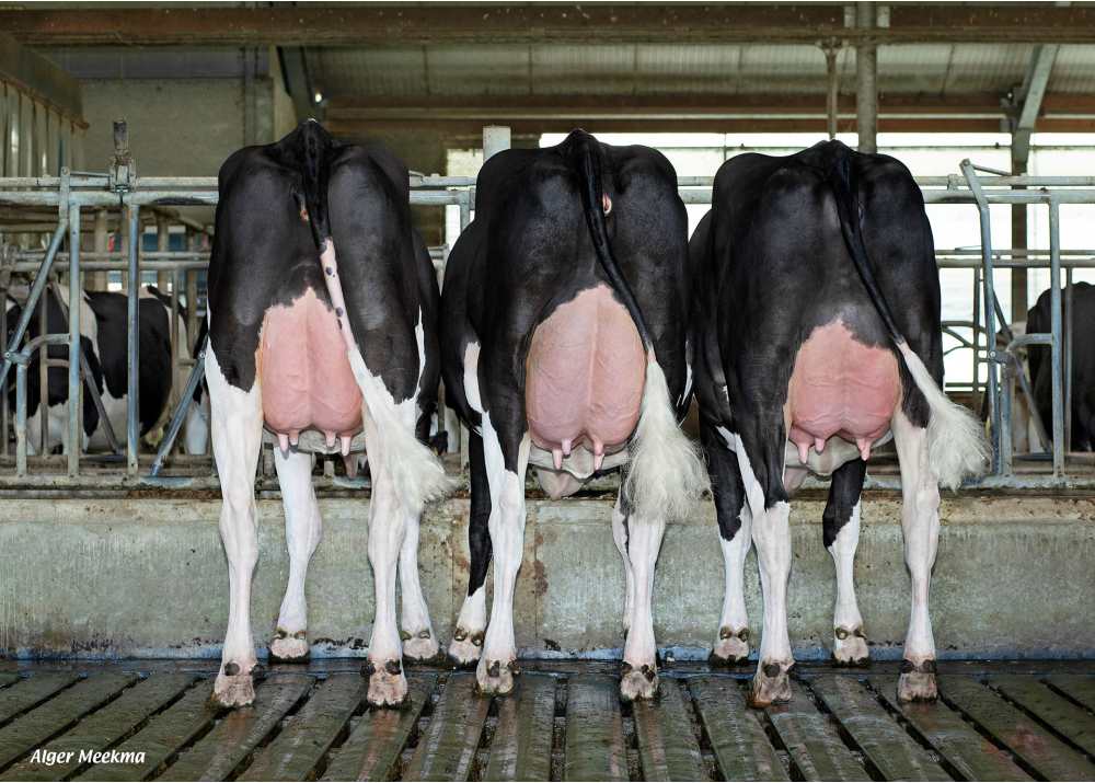 3 filles de NUBERON - Prop : Melkveebedrijf Kossinkhoeve, Winterswijk-Huppel (Pays-Bas)