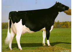 Glen-D-Haven GW Breez-ET VG-88, 6ème mère de NORWAY