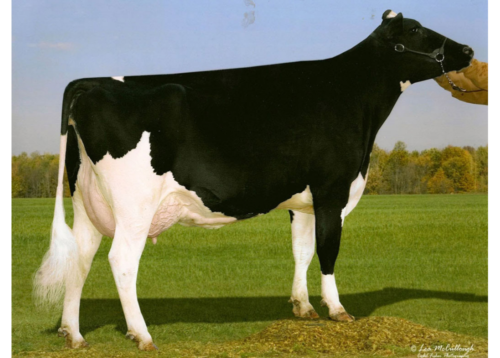 Glen-D-Haven GW Breez-ET VG-88, 6ème mère de NORWAY