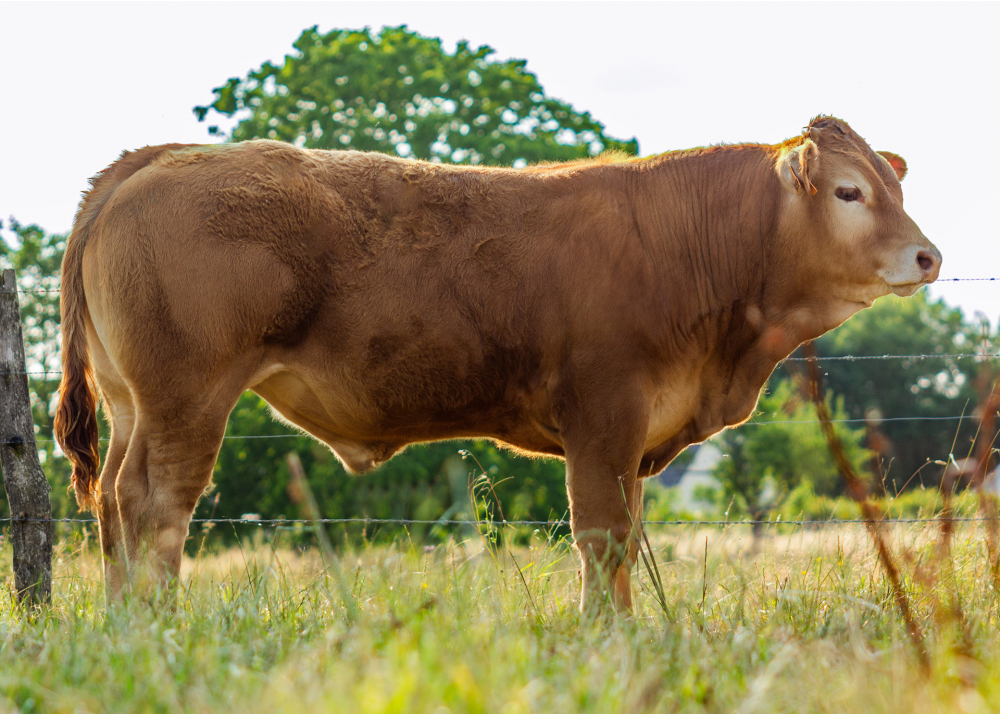 8055, fils de PLATON GD - Prop : GAEC du Centre. Bacqueville (27).