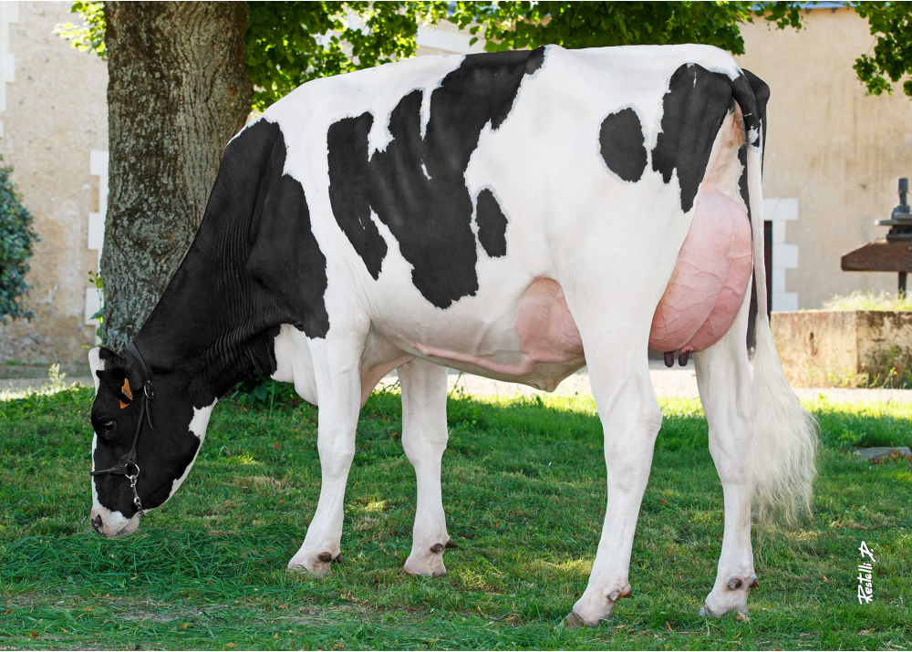 DKR Babydoc, grand-mère  de DKR BADBOY - Prop : EARL Drakker Holsteins. Goneville-Sur-Honfleur (14)
