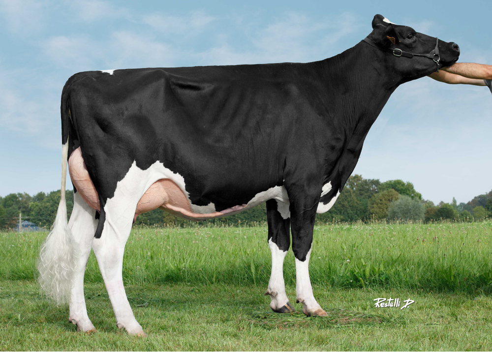 DKR Badway, mère de DKR BADBOY - Prop : EARL Drakker Holsteins. Goneville-Sur-Honfleur (14)