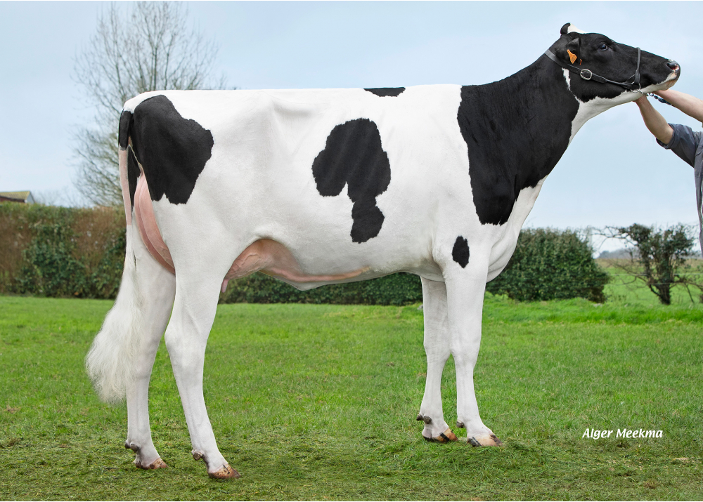 CAPJ Saiga, sœur de CAPJSOGOOD - Prop : GAEC Cabon. Plourin (29)