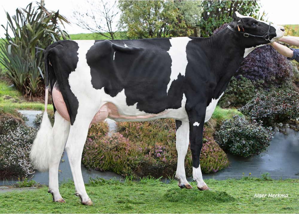 Samoa, mère de UNTHELO - Prop : Fabrice le Couedic. Saint Thélo (22) Samoa, mère de UNTHELO - Prop : Fabrice le Couedic. Saint Thélo (22)