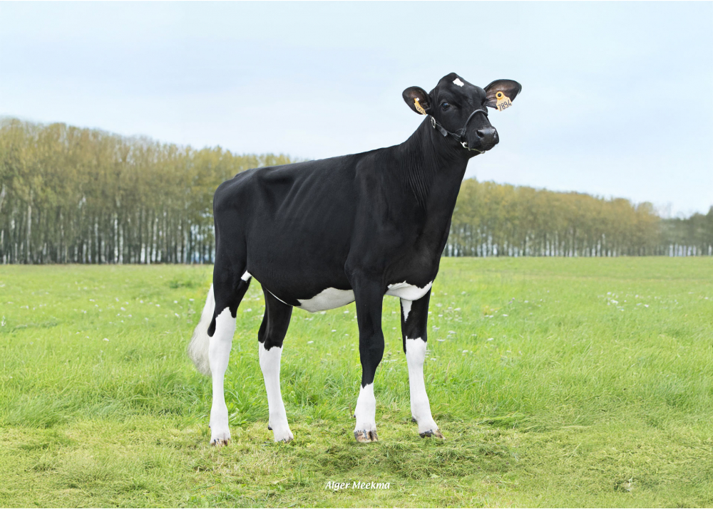 Vanilla, fille de F ABAKAN - Prop : EARL de la Fressinoise. Fressain (59)