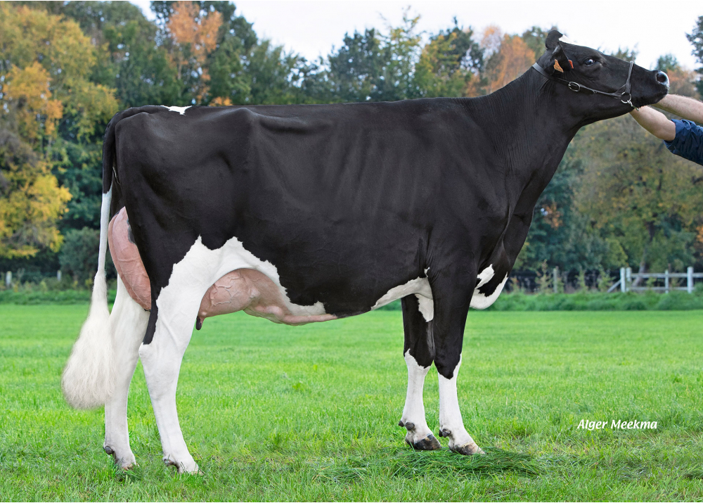 DKR Badway, mère de DKR BADBOY - Prop : EARL Drakker Holsteins. Goneville-Sur-Honfleur (14)