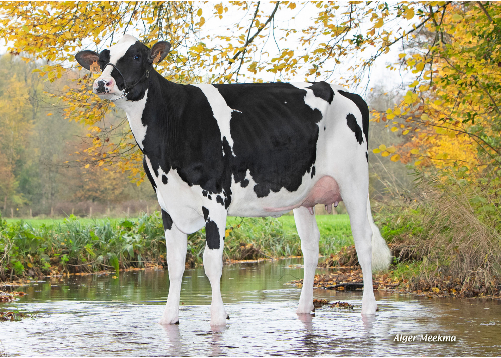 Tethys, fille de PURDEY - Prop : GAEC de l’Epinay Singlas. Chassant (28)
