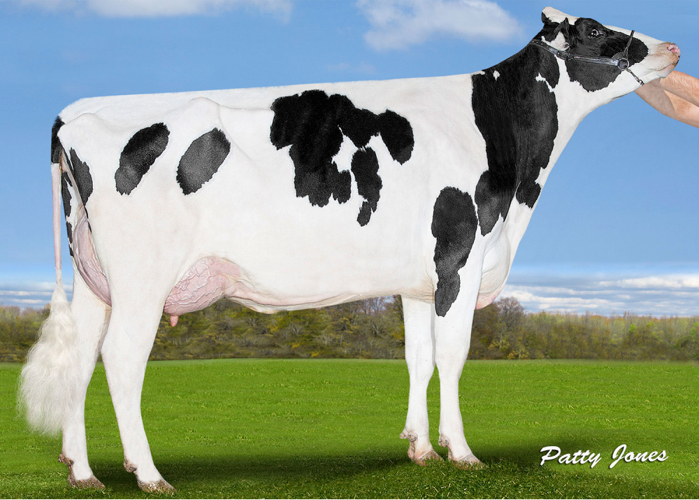 Silverridge Duke Elsa P - Mère de A2P2 PP