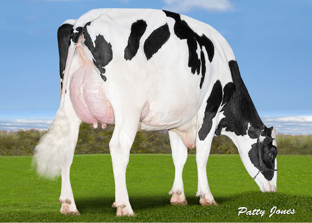 Silverridge Duke Elsa P - Mère de A2P2 PP
