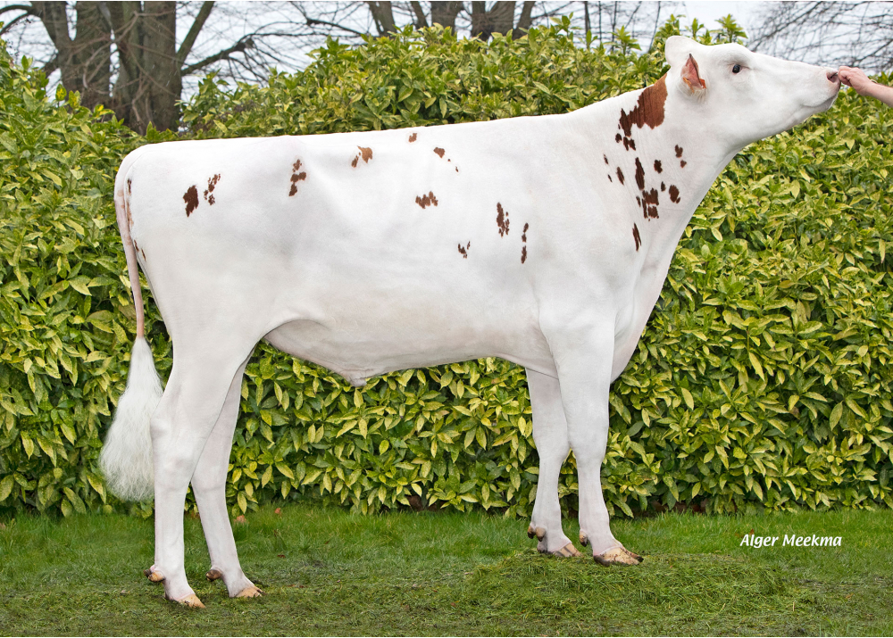 UZ ROF RED UZ ROF RED