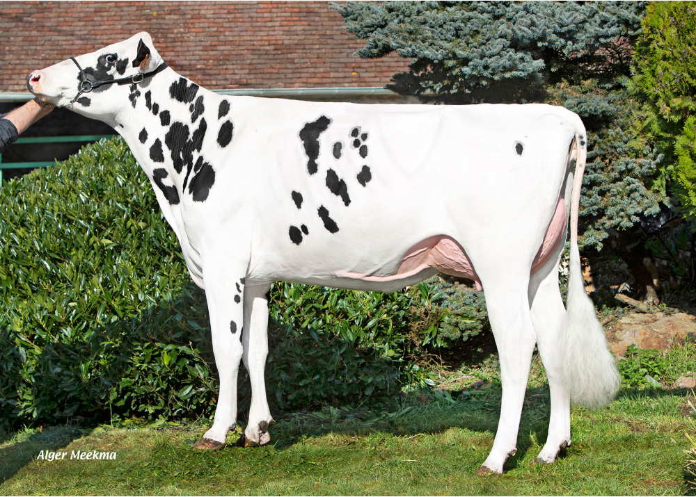 Tiffany HP, mère de VIDOK HP P - Prop : EARL Pavard. Neauphe-sous-Essai (61) Tiffany HP, mère de VIDOK HP P - Prop : EARL Pavard. Neauphe-sous-Essai (61)