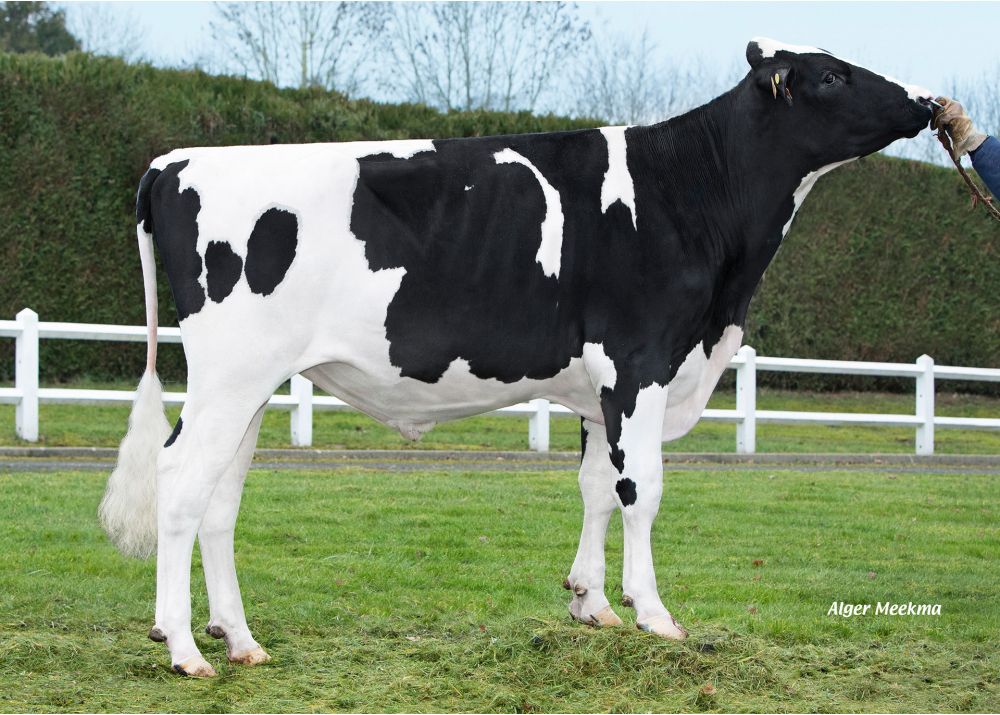 UG 4C RF P UG 4C RF P