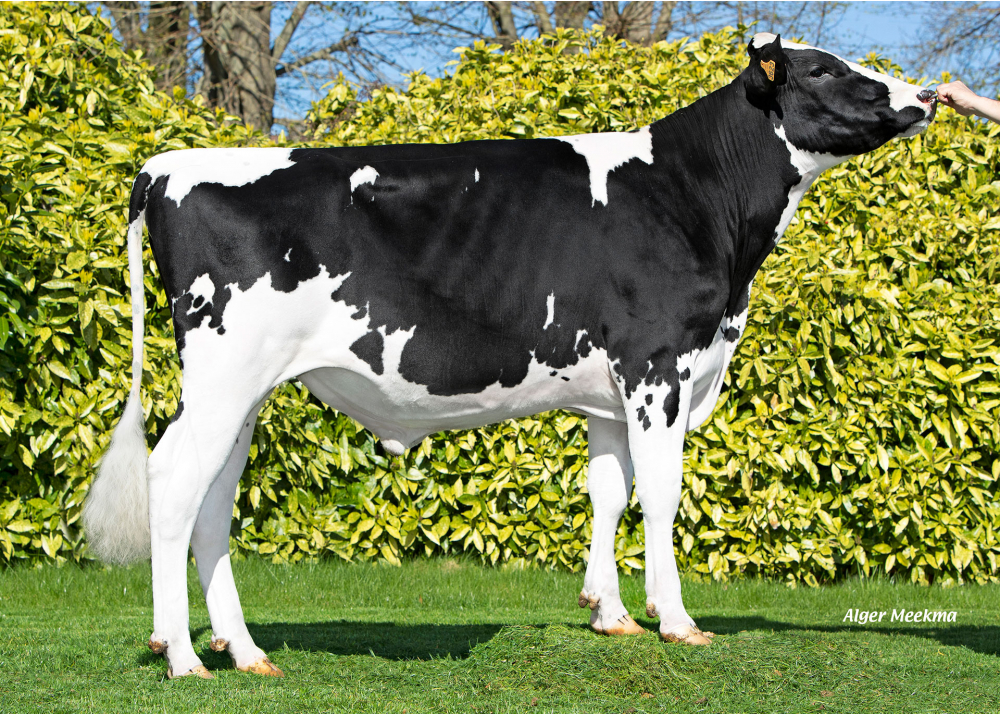 VIRLOCK LV VIRLOCK LV