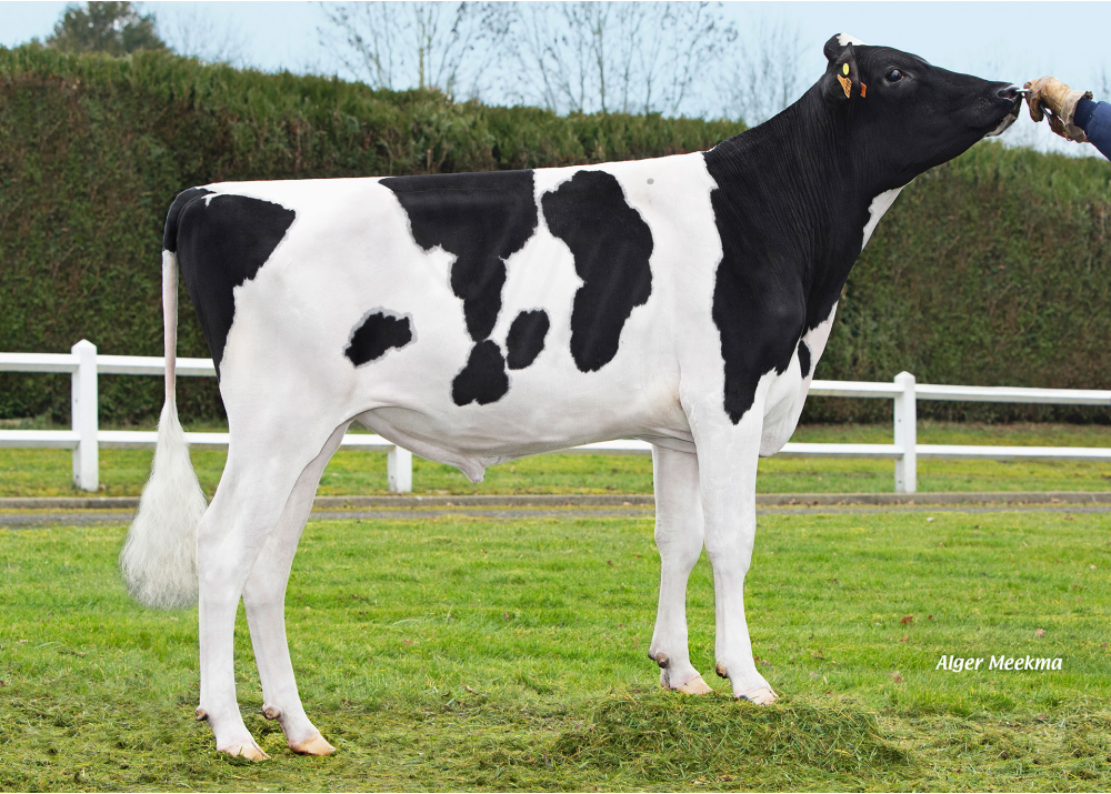 VIC MAN RF VIC MAN RF