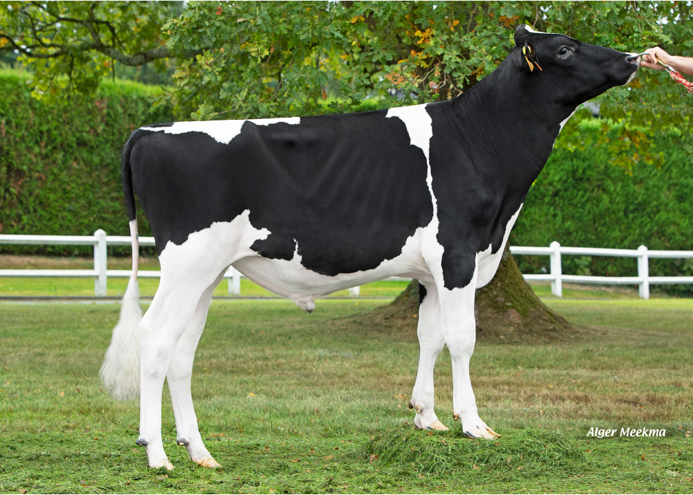 VASCO RF P VASCO RF P