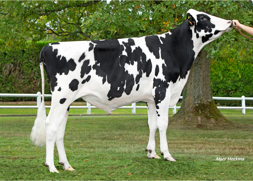 VOSH PAM P VOSH PAM P