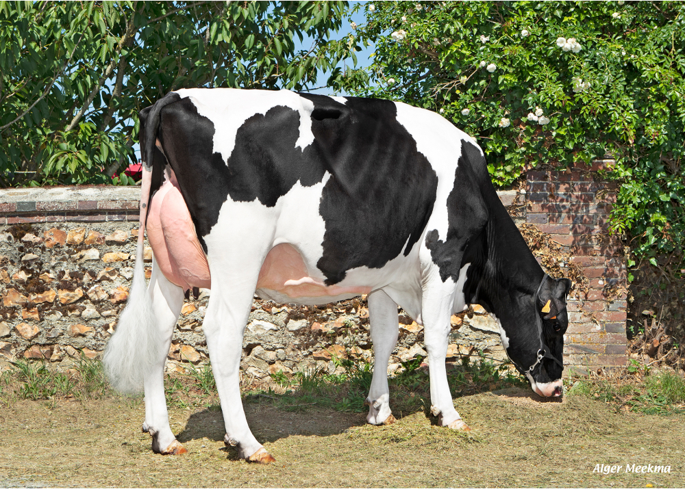 Uravenelle, fille de PARAGUAYSV - Prop : SCEA de la Voie Lactée. Chambois (27) Uravenelle, fille de PARAGUAYSV - Prop : SCEA de la Voie Lactée. Chambois (27)