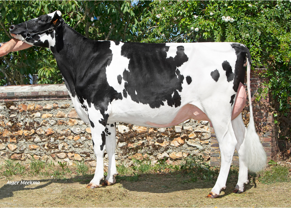 Poma Bulle, fille de RASTABALL - Prop : SCEA de la Voie Lactée. Chambois (27) Poma Bulle, fille de RASTABALL - Prop : SCEA de la Voie Lactée. Chambois (27)