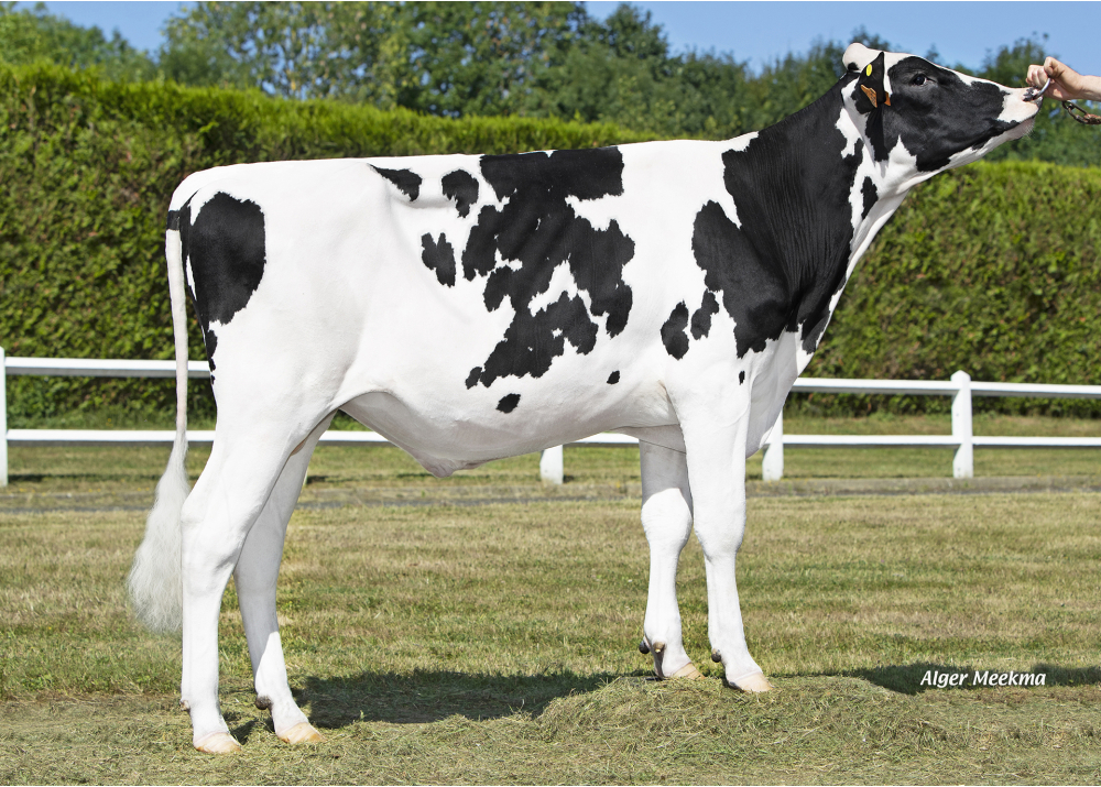 POM VIA PP POM VIA PP