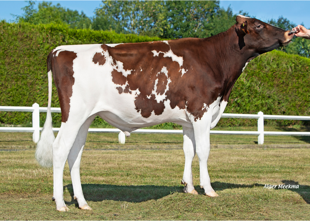 VIKI RED P VIKI RED P