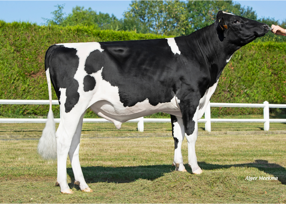 POM VIT PP POM VIT PP