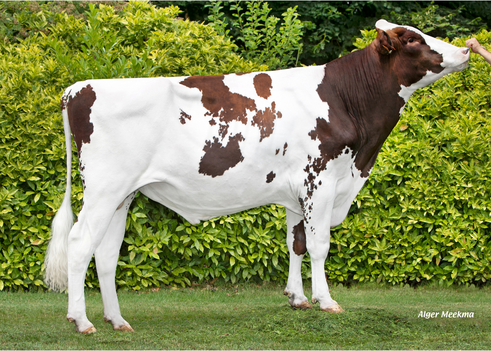 FAVI U RED FAVI U RED