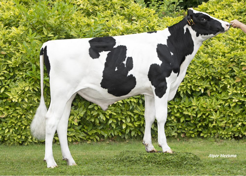 VIDOK HP P VIDOK HP P