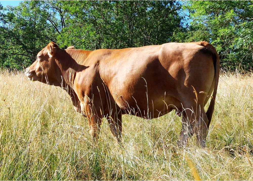 Pinote RR, mère de ULRICH PGD - Prop : GAEC LIMOUSINE SAFRANEE (43) Pinote RR, mère de ULRICH PGD - Prop : GAEC LIMOUSINE SAFRANEE (43)